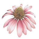 flora & fauna Illustration with colored pencil . Botanical Illustration, Traditional illustration, and Naturalistic Illustration project by Rebecca Bechtold - 04.24.2021