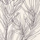 Ramas. Un projet de Dessin, Illustration traditionnelle, Illustration botanique, Illustration à l'encre et Illustration naturaliste de Sara del Valle - 25.04.2021