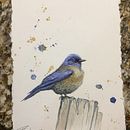 Western Bluebird. Un proyecto de Pintura a la acuarela de conser_ray - 24.04.2021