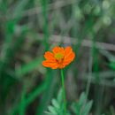 Momentos e cores: Cliques diversificados do cotidiano . Fotografi proyek oleh Lidiany Caetano Gonçalves - 04.13.2021