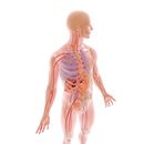 Ilustraciones anatómicas 3D. Un progetto di Illustrazione tradizionale, 3D e Disegno anatomico di J. Miguel Gallardo - 27.04.2021