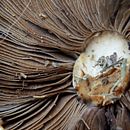Macrofotografía. Un projet de Photographie de Agustina Ibarra - 28.04.2021
