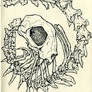 Skelecat . Desen & Ilustrație tradițională de koonik - 04.29.2021