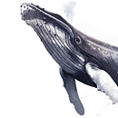 Whales of the Polar Seas . Ilustrație tradițională & Ilustrație naturalistă de Dario Fisher - 10.01.2020