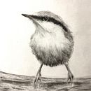 Tonal Study - Watercolor Techniques for Illustrating Birds. Un projet de Illustration traditionnelle de Nadine Kelley - 18.04.2021