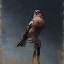 Portrait of a Chaffinch. Un proyecto de Pintura al óleo, Bellas Artes, Pintura e Ilustración naturalista				 de Sarah Margaret Gibson - 04.05.2021