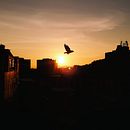 Delicadeza Silenciosa. Un proyecto de Fotografía y Fotografía con móviles de Rayane Rocha - 05.05.2021