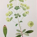 My project in Botanical Watercolor: Illustrate the Anatomy of Flowers course. Un proyecto de Ilustración botánica de rob eadie - 05.05.2021