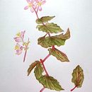 Mi Proyecto del curso: Acuarela botánica: ilustra la anatomía de las flores. Watercolor Painting project by Elizabeth Fuentes - 05.05.2021
