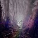 Mi Proyecto del curso: Mystic dream wolf. Photographic Composition project by María Belén Ibarra - 05.05.2021