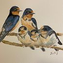 Barn swallows. Naturalistic Illustration project by Jan - 05.06.2021