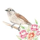 Mi Proyecto del curso: Ilustración naturalista de aves con acuarela. Un projet de Beaux Arts , et Peinture de Catherine Andrea Catalán Sarmiento - 06.05.2021