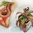 Assignment 4: Nepenthes plant by Sareera Ein Projekt aus dem Bereich Botanische Illustration von Sareera Sukasam - 08.05.2021
