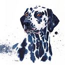 Dálmata. Projekt z dziedziny Trad, c, jna ilustracja,  Sztuki piękne,  Malarstwo, Malowanie akwarelą, Ilustracja naturalist i czna użytkownika Primolae - 09.05.2021