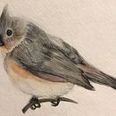 Tufted Titmouse . Un progetto di Pittura ad acquerello di Leah Luczynski - 08.05.2021