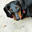 Mi Proyecto del curso: Fotografía lifestyle de perros. Un proyecto de Fotografía de bettelynmc - 11.05.2021