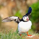 ???. Un projet de Aquarelle de stephanie_gust - 12.05.2021