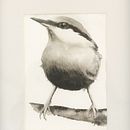 Cours de Sarah Stokes : Piaf en NB . % pcharron36 tarafından hazırlanan Geleneksel illüstras, on, Sulubo, a Resim, Gerçekçi Çizim, Doğalcı İllüstras, Ve on projesi - 05.15.2021