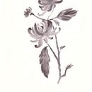 My initial Sumi-e paintings ("Shikunshi" before the Koshu's course). Traditional illustration project by Gaia Vichi - 05.17.2021