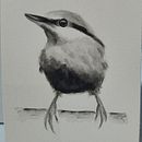 Mi Proyecto del curso: Acuarela artística para ilustración de aves. Un proyecto de Ilustración tradicional, Pintura a la acuarela, Dibujo realista e Ilustración naturalista				 de raquel_rsj - 17.05.2021