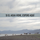 Si el agua viene, espero aquí. Film project by Francisco Lafferte - 05.20.2021