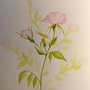 Mi Proyecto del curso: Ilustración botánica con acuarela. Ilustração tradicional, Artes plásticas, Pintura, Desenho, Pintura em aquarela e Ilustração botânica projeto de Natalia Gulin - 23.05.2021