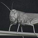 3D Locust . % Pari Rajulu tarafından hazırlanan 3D, Fotoğraf Post Prodüksi, on, Film, Görsel efektler, Ve 3D Modelleme projesi - 05.24.2021