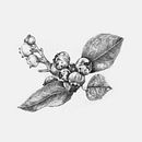 Ejemplos de ilustraciones naturalistas de diferentes proyectos. Trabajadas en lápiz de color y a escala de grises . Un projet de Illustration traditionnelle, Dessin au cra, on, Dessin, Dessin réaliste, Illustration botanique et Illustration naturaliste de Ayelén Salinas - 21.05.2021