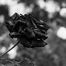 Fotos varias. Photograph, Photo Retouching, Fine-Art Photograph, and Digital Photograph project by Ann Mary Villacorta Gonzalez - 01.01.2020
