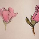 Mi Proyecto del curso: Cuaderno botánico en acuarela. Een project van Traditionele illustratie, Aquarelschilderen,  Botanische illustratie y Sketchbook van Pilar Rodriguez Habela - 27.05.2021