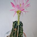 La bella y el cactus...un homenaje a Josefina y Eugenio.. Ilustração tradicional, Artes plásticas, Pintura, Desenho, Pintura em aquarela e Ilustração botânica projeto de Alma Beltran - 29.05.2021