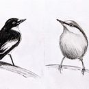 Mein Kursprojekt: Illustriere Vögel mit expressiven Aquarelltechniken. Un progetto di Illustrazione tradizionale, Pittura ad acquerello, Disegno realistico e Illustrazione naturalistica di Andrea R - 02.06.2021