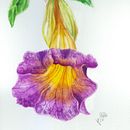 Meu projeto do curso: Aquarela botânica: ilustre a anatomia das flores. Projekt z dziedziny Trad, c, jna ilustracja,  Sztuki piękne,  Malarstwo,  R, sunek, Malowanie akwarelą, R i sunek botaniczn użytkownika Hamilton Braga - 03.06.2021