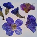 Meu projeto do curso: Técnicas básicas para prensar flores e plantas. Projekt z dziedziny Craft,  Sztuki piękne,  Kolaż i DIY użytkownika Elena Maria Pattacini - 06.06.2021