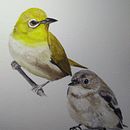 Birds (studies). Painting project by Lindsay Korth - 06.07.2021