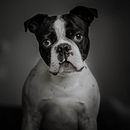 My pupp portrait. Photograph project by iuliana_argyros - 06.09.2021