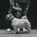 Mi Proyecto del curso: Fotografía lifestyle de perros. Un proyecto de Fotografía, Fotografía de retrato, Fotografía para Instagram, Fotografía Lifest y le de Dante Tercero - 08.06.2021