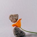 Beauty x Vulnerability. Photograph project by Samuel Park - 06.12.2021