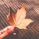 otoño y las sensaciones que me causa. Colores y texturas. Un projet de Photographie, Pa, sagisme , et Réseaux sociaux de Megam Mori - 10.06.2021