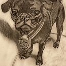 My pug, Olive (Ollie). Un proyecto de Dibujo de tsprouse - 11.01.2020