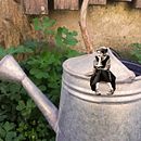 Fotomontaje con Photshop. Serie "Jardines" . Pós-produção fotográfica, Retoque fotográfico, Fotografia digital, Composição fotográfica, e Fotomontagem projeto de emiliepoulain86 - 14.06.2021