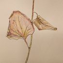 My project in Botanical Sketchbooking: "Season's End". Un progetto di Illustrazione tradizionale, Bozzetti, Disegno, Pittura ad acquerello e Illustrazione botanica di Fran Sheldon - 14.06.2021