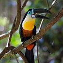 Mi Proyecto del curso: Estampado textil con técnicas digitales . Design de model, Design vestimentar și Tipărire de Angie Hëinz - 06.14.2021