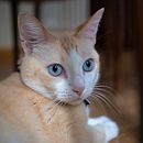 Luces y sombras de un gato. Un proyecto de Fotografía, Fotografía de retrato, Fotografía para Instagram, Fotografía documental, Fotografía Lifest y le de Sara Díez Madrid - 16.06.2021