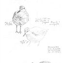Apuntes de campo en la Reserva Natural Urbana de Rio Gallegos II (Santa Cruz) PATAGONIA. Un projet de Dessin, Dessin au cra, on, Illustration naturaliste, Carnet de croquis , et Esquisse  de Juan de Souza - 20.06.2021