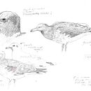 Apuntes de campo en la Reserva Natural Urbana de Rio Gallegos III (Santa Cruz) PATAGONIA. Un projet de Carnet de croquis, Illustration naturaliste, Esquisse , Dessin au cra , et on de Juan de Souza - 20.06.2021