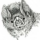 Rostros de murcielagos nativos de Argentina . Un projet de Illustration traditionnelle, Illustration naturaliste et Illustration à l'encre de Juan de Souza - 20.06.2021