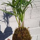 Mi Proyecto del curso: Kokedamas: crea macetas naturales de musgo . % Cintia Simizu tarafından hazırlanan Sanat ve El Sanatları, İç Tasarım, Pe, zaj Mimarisi, Dekoras, on, Ve Kendin Yap projesi - 06.20.2021