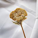 Experimento fotográfico inspirado en luces y flores. Photograph, Mobile Photograph, Product Photograph, Studio Photograph, Fine-Art Photograph, Instagram Photograph, Photographic Composition, Interior Photograph, and Digital Photograph project by Gardenia Vera - 06.22.2021