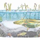 Course: Watercolor Techniques for Dreamlike Illustrations. Een project van Traditionele illustratie van Susan Annizette Esme Nørregaard - 22.06.2021